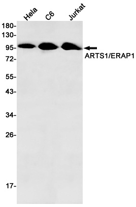 ERAP1 Antibody