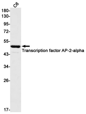 TFAP2A Antibody