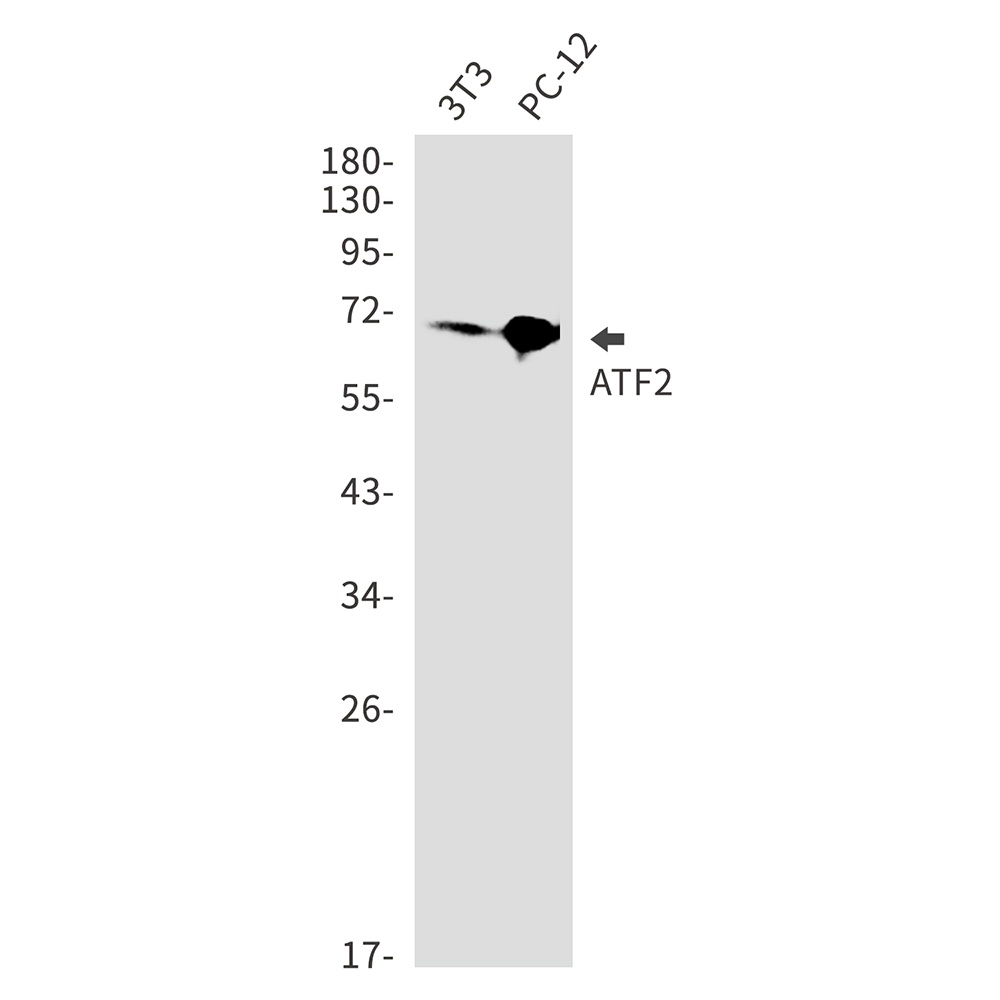 Atf2 Antibody