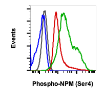Phospho-NPM (Ser4) (A1) rabbit mAb Antibody