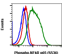 Phospho-NFKB p65 (Ser536) (B7) rabbit mAb Antibody