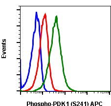 Phospho-PDK1 (Ser241) (F7) rabbit mAb APC conjugate Antibody