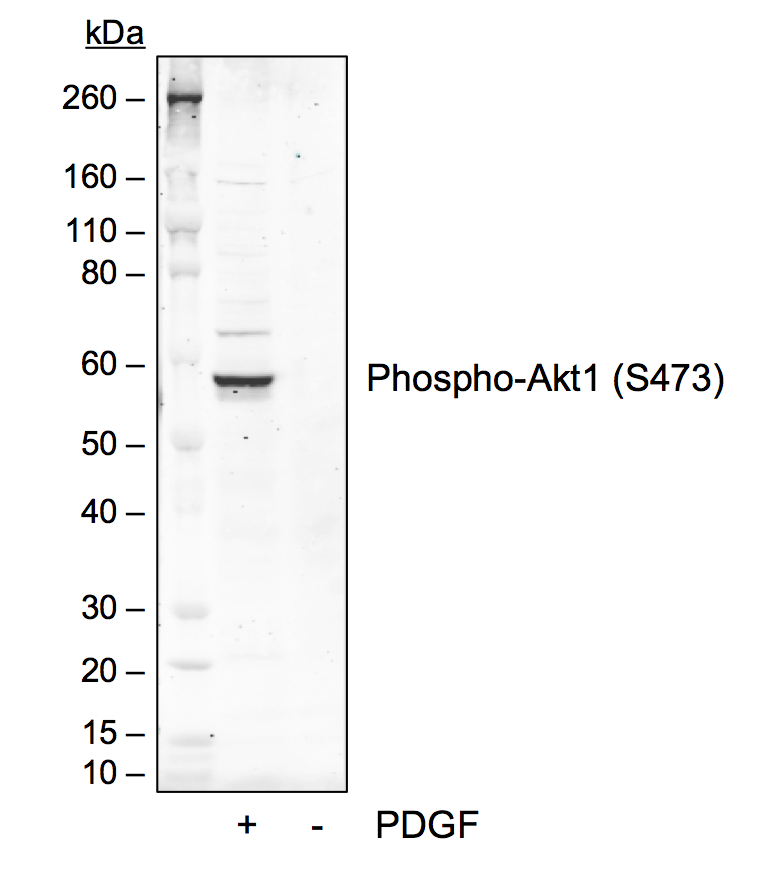 Phospho-Akt1 (Ser473) (B9) rabbit mAb Antibody