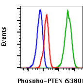 Phospho-PTEN (Ser380) (NA9) rabbit mAb Antibody