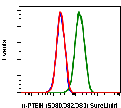 Phospho-PTEN (Ser380/Thr382/383) (E4) rabbit mAb SureLight488 conjugate Antibody