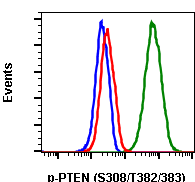 Phospho-PTEN (Ser380/Thr382/383) (E4) rabbit mAb Antibody
