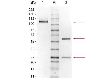 Mouse IgG1 Kappa Isotype control Antibody