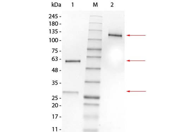 Mouse IgG1 Lambda isotype Control Antibody