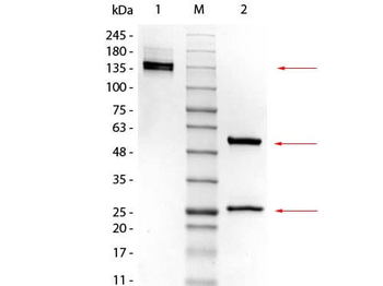 Mouse IgG2a Kappa isotype Control Antibody