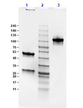 Mouse IgG2b Lambda Isotype control Antibody
