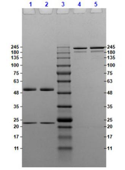 Mouse IgG3 Kappa isotype Control Antibody