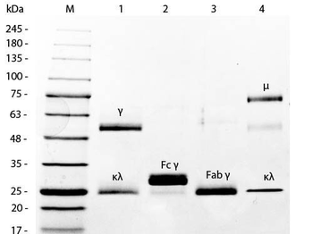 Mouse IgM Kappa isotype Control Antibody
