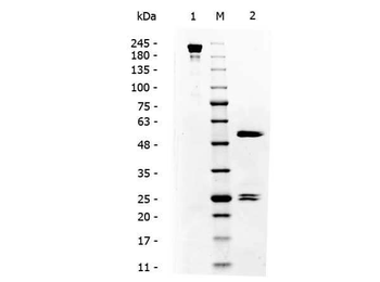 Mouse IgG3 isotype Control Antibody