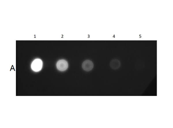 Mouse IgG2a isotype control Fluorescein Antibody