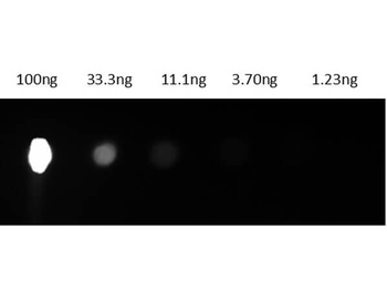 Mouse IgG2a isotype control Phycoerythrin Antibody
