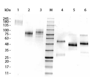 Llama IgG1 isotype control Antibody