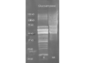 Glucoamylase antibody