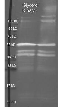 Glycerol Kinase antibody (Peroxidase)