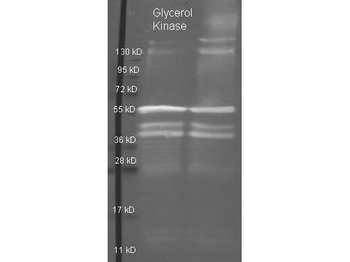 Glycerol Kinase antibody (Biotin)