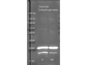 Glucose Dehydrogenase antibody (Biotin)