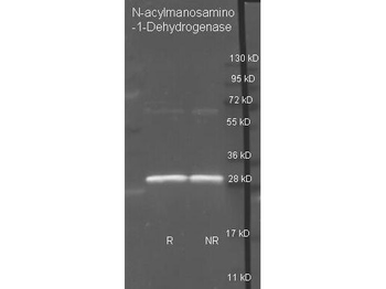 N-Acylmannosamine-1-Dehydrogenase antibody (Biotin)