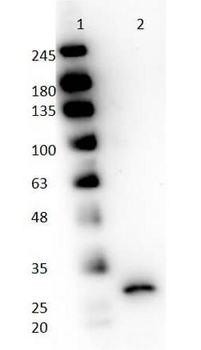Papain antibody (Peroxidase)