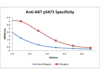 AKT pS473 antibody (Biotin)