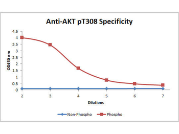 AKT pT308 antibody (Biotin)