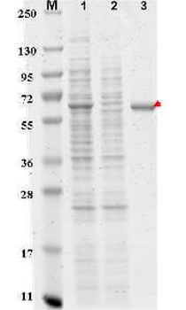 DYKDDDDK (FLAG tag) antibody (Agarose)