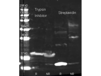 Streptavidin antibody