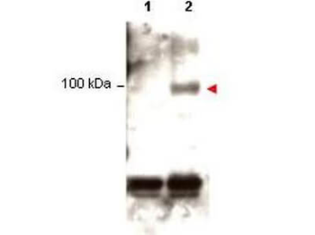 STAT1 (phospho-Y701) antibody