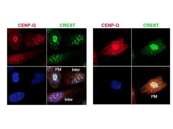 CENP-Q antibody