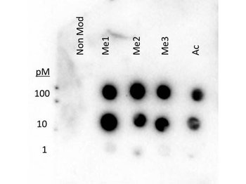 Histone H3 K27 methyl antibody