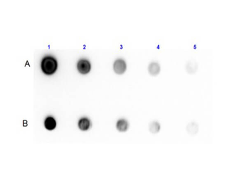 Protein G antibody (Biotin)