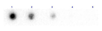 Beta-2-Microglobulin antibody (Biotin)