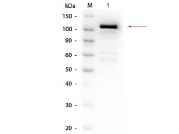 Beta galactosidase antibody (Biotin)