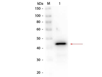 Alcohol Dehydrogenase antibody (Biotin)