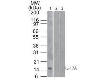 IL-17A antibody (Biotin)