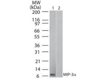 MIP-3 alpha antibody (Biotin)