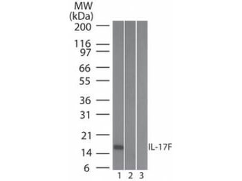 IL-17F antibody (Biotin)