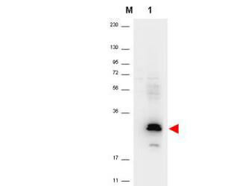 MIP-3 alpha antibody