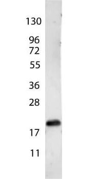 VEGF-165 antibody