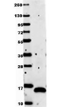 VEGF-121 antibody