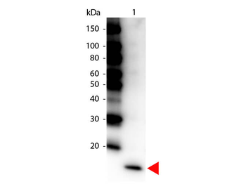 IL-17F antibody (Peroxidase)