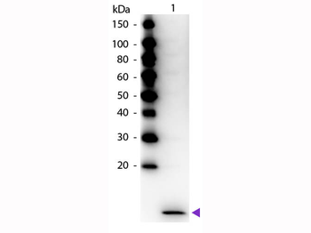 MIP-3 alpha antibody (Peroxidase)