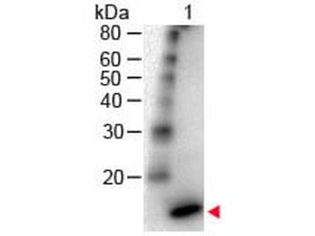 IL4 antibody (Peroxidase)