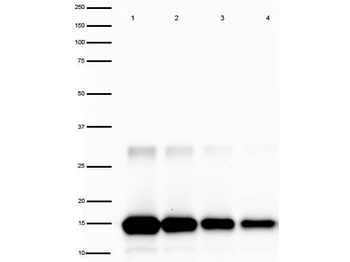 IL-2 antibody (Peroxidase)