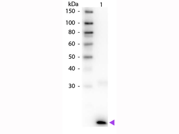 IL-3 antibody (Biotin)