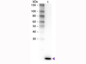 IL-2 antibody (Biotin)