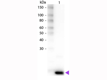 IL-9 antibody (Biotin)